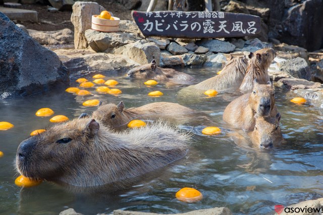 伊豆シャボテン動物公園 割引情報も カピバラに会える園内を体験レポート