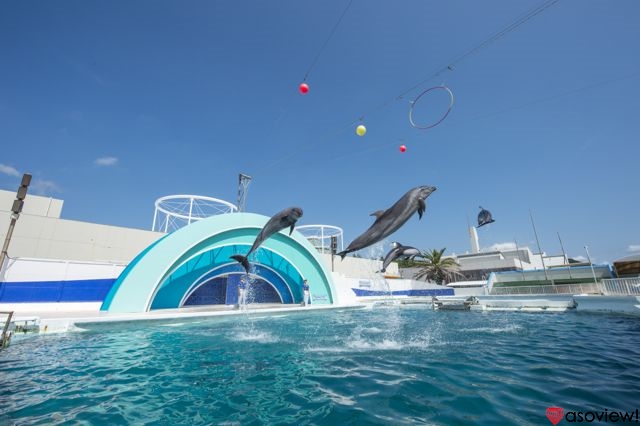割引あり 鴨川シーワールドの魅力を徹底解剖 ショーや食事情報などオススメの過ごし方を紹介