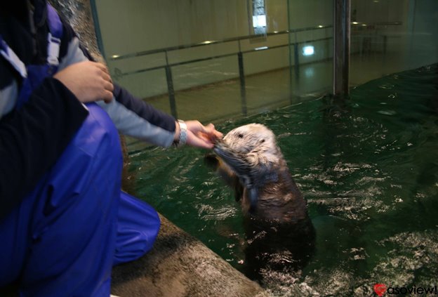 神戸の水族館「神戸市立須磨海浜水族園」を徹底取材！館内まるごと紹介