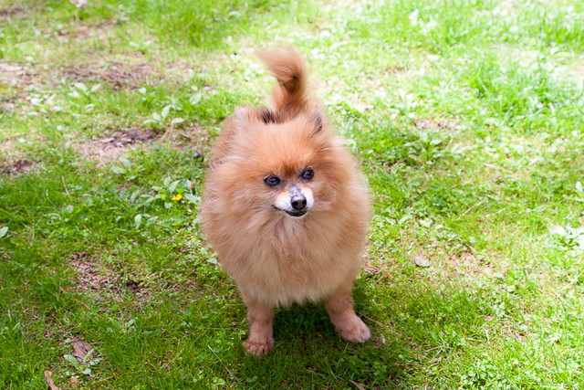 富士すばるランド ドギーパークで愛犬と遊ぼう 気になる割引情報も 富士すばるランド ドギーパークで愛犬と遊ぼう 気になる割引情報も