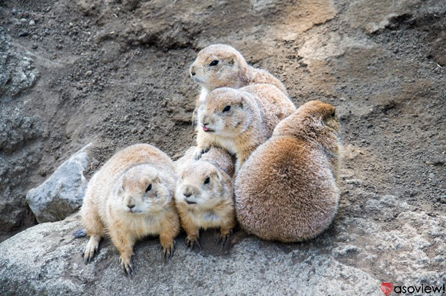 東京 動物園8選 都内近郊の無料 人気動物園まとめ