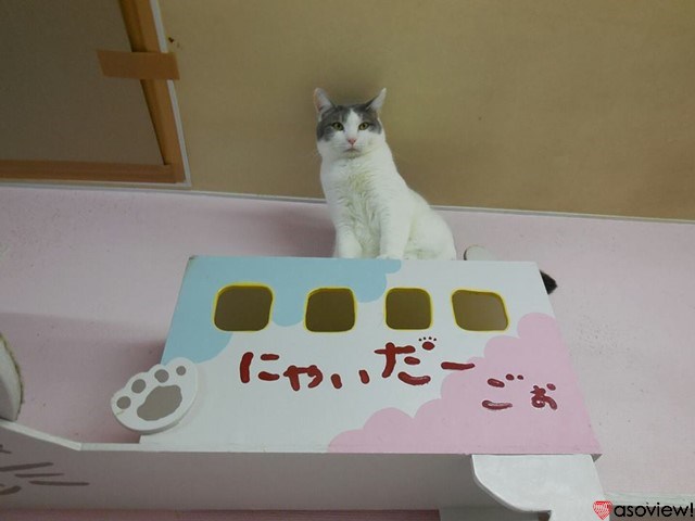 札幌のおすすめ猫カフェ4選！可愛い猫たちに癒されよう