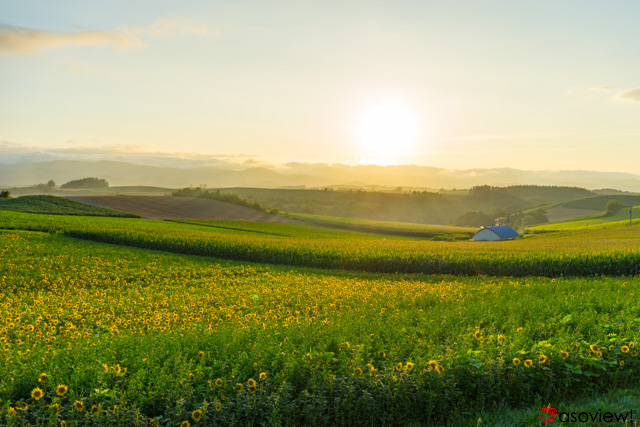 10月まで楽しめるひまわり畑 北海道 大空町ひまわり畑の雄大な景色に酔いしれよう