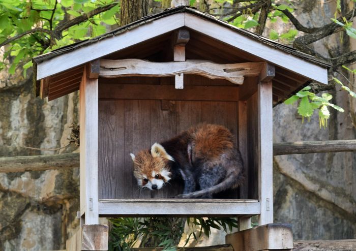 野毛山動物園 は入園無料でここまで楽しめる魅力的なスポットだった