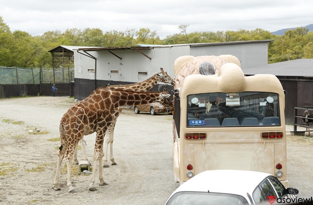 那須サファリパークと那須どうぶつ王国をめぐろう 動物と過ごす欲張りな休日プラン Pr