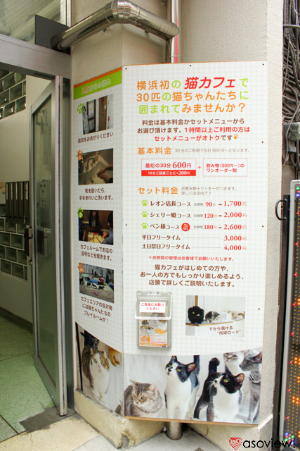 横浜 猫カフェおすすめ5選 猫好き必見の癒し空間に行こう