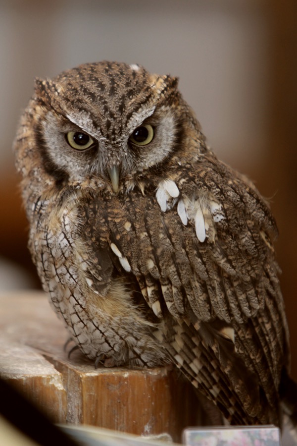 割引あり 富士花鳥園の魅力を徹底解剖 ベゴニアやフクロウとのふれあいを楽しもう