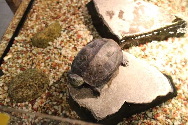 珍しい生き物たちに会える 上野動物園 両生爬虫類館 にガラパゴスゾウガメなどを見に行こう