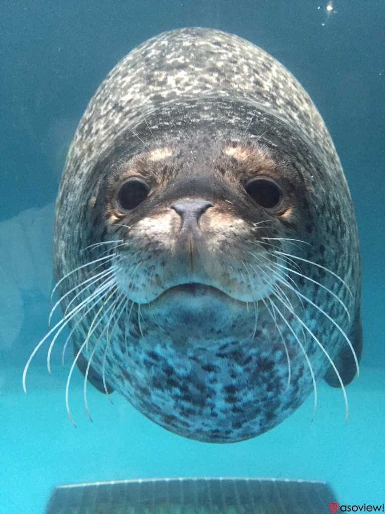 北海道 水族館7選 観光にぴったりな人気水族館まとめ