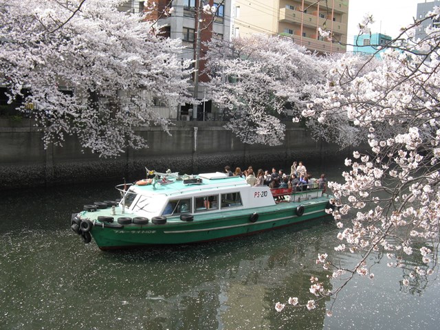 横浜のお花見は川からがおすすめ 人気お花見スポット 大岡川の楽しみ方厳選9プラン