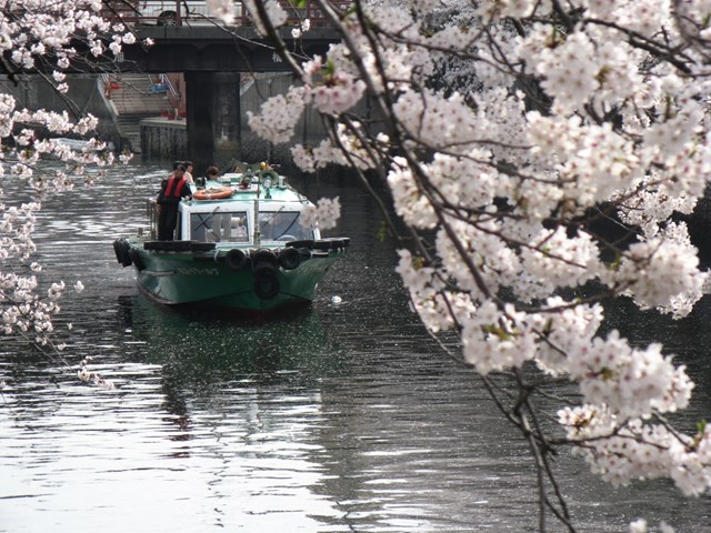 横浜のお花見は川からがおすすめ 人気お花見スポット 大岡川の楽しみ方厳選9プラン