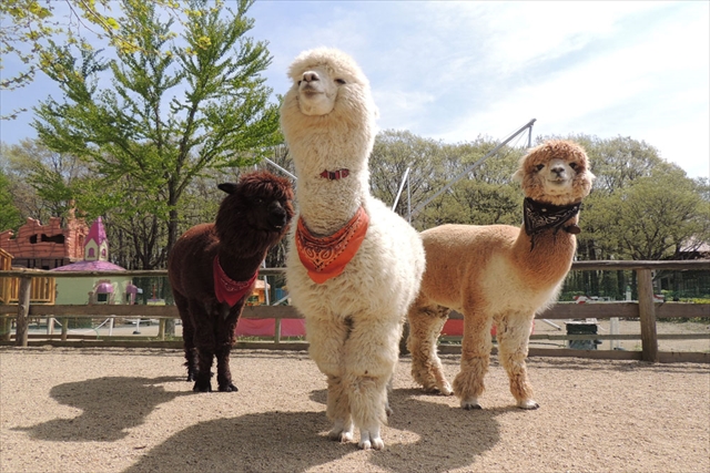 那須りんどう湖レイクビュー 牧場グルメ ふれあい 体験を満喫しよう