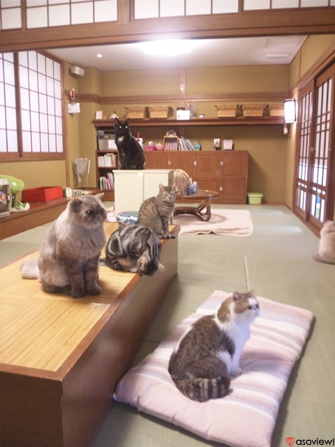 大阪の猫カフェ13選！お洒落な猫カフェや保護猫たちが集まる猫カフェで 