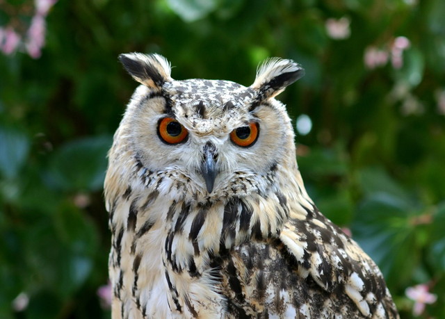 割引あり 富士花鳥園の魅力を徹底解剖 ベゴニアやフクロウとのふれあいを楽しもう 割引あり 富士花鳥園の魅力を徹底解剖 ベゴニアやフクロウとのふれあいを楽しもう