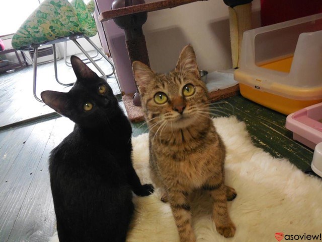 札幌のおすすめ猫カフェ4選 可愛い猫たちに癒されよう