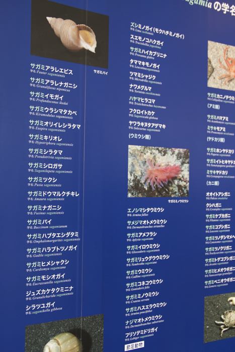 新江ノ島水族館 えのすい を徹底レポート 120 楽しむ方法