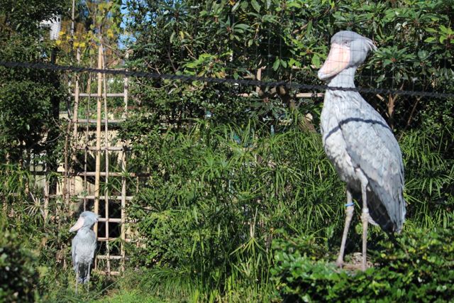 上野動物園で会える可愛い動物まとめ ペンギンやプレーリードッグに会いに行こう