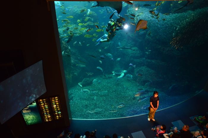 新江ノ島水族館 えのすい を徹底レポート 1 楽しむ方法