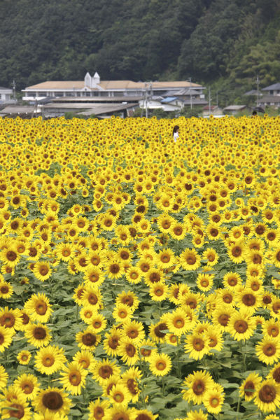 春から夏にかけて続々開花 兵庫県のおすすめ花畑ベスト7