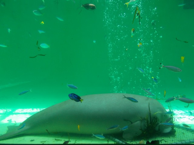 鳥羽水族館の魅力を徹底解剖 ジュゴンやショーから料金 アクセスまでの完全ガイド