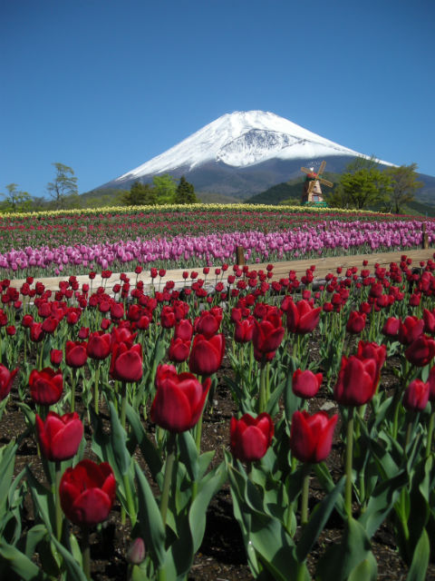 富士山の麓で春を感じよう 1日たっぷり花を楽しむ散策モデルコースで休日を満喫