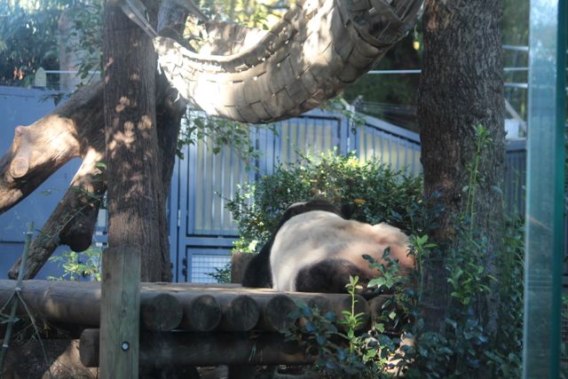 上野動物園 パンダに会う前に知っておきたい5つのポイントをご紹介