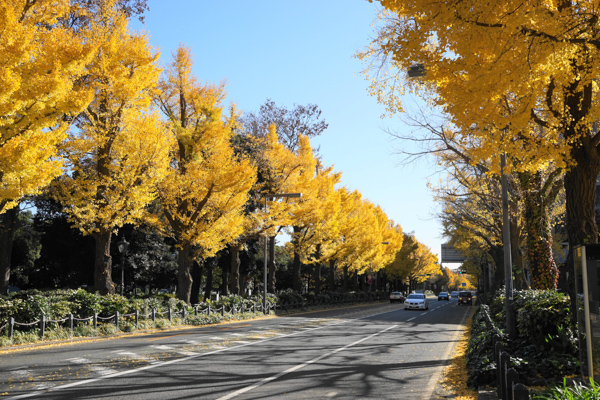 神奈川の紅葉スポットをエリアごとに紹介 横浜 鎌倉から箱根まで神奈川紅葉22選