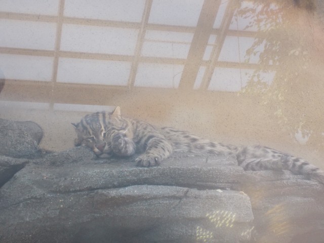 割引あり 鳥羽水族館の魅力を徹底解剖 ジュゴンやショーから料金 アクセスまでの完全ガイド