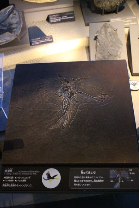 国立科学博物館 完全取材レポート 外せない見どころ解説決定版