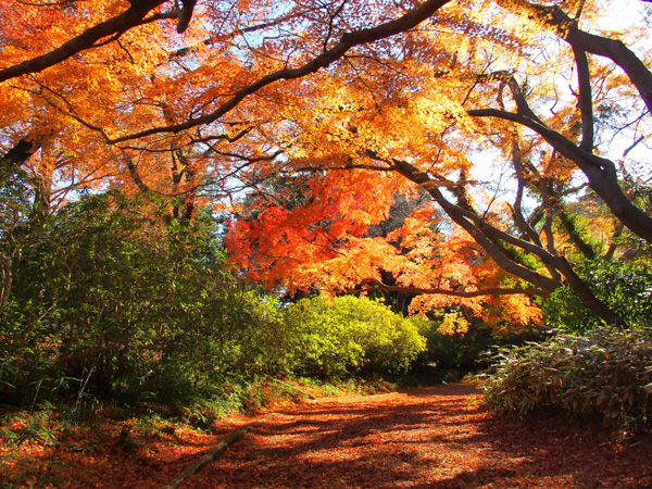 千葉の紅葉名所8選 東京からでも日帰りで行ける千葉県の紅葉スポット