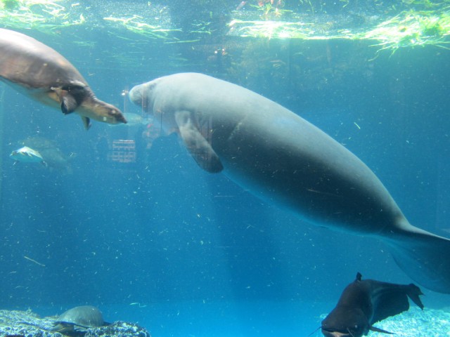 鳥羽水族館の魅力を徹底解剖 ジュゴンやショーから料金 アクセスまでの完全ガイド