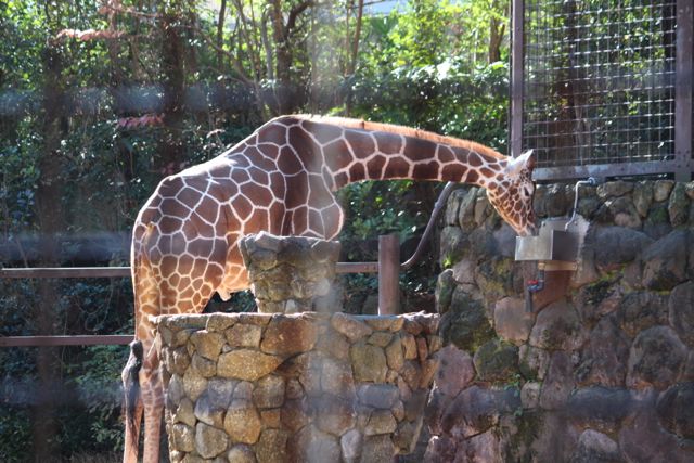 上野動物園を2時間で思いっきり満喫 時間がなくても楽しめる方法教えます