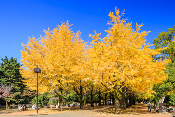 東京の紅葉名所19選 都会の真ん中で燃えるような紅葉を楽しもう