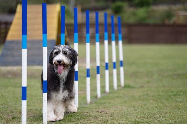 わんダフルネイチャーヴィレッジ で愛犬と癒しの休日を Pr