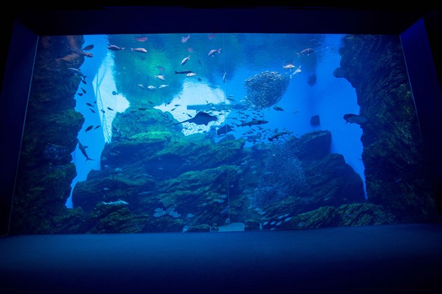 仙台うみの杜水族館 インスタ映えアクアリウムで水中写真家気分