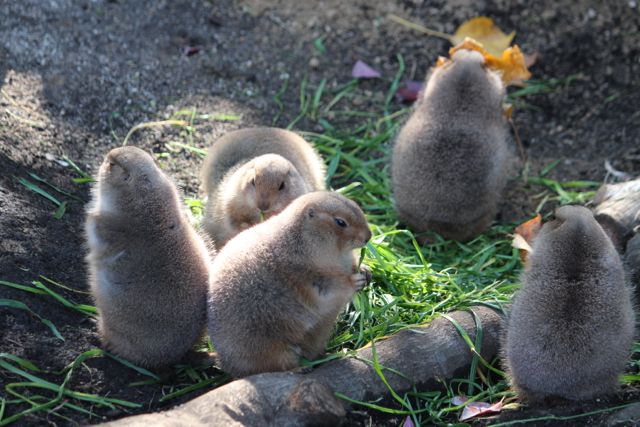 上野動物園で会える可愛い動物まとめ ペンギンやプレーリードッグに会いに行こう