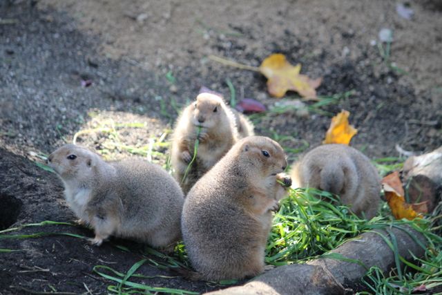 上野動物園で会える可愛い動物まとめ ペンギンやプレーリードッグに会いに行こう