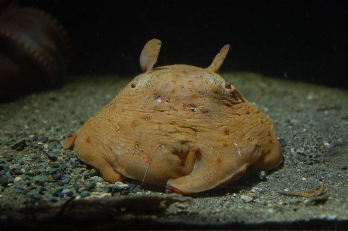 新江ノ島水族館 えのすい を徹底レポート 1 楽しむ方法