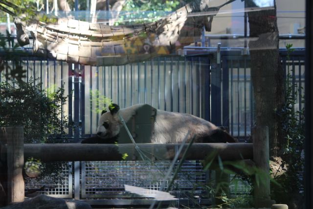 上野動物園 パンダに会う前に知っておきたい5つのポイントをご紹介