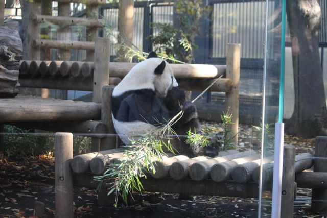 上野動物園を2時間で思いっきり満喫 時間がなくても楽しめる方法教えます