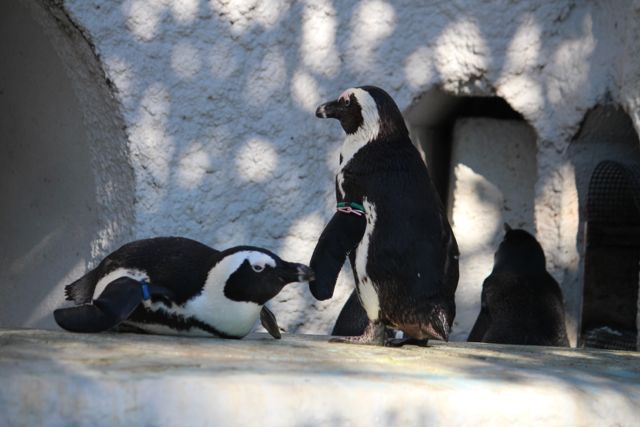 上野動物園で会える可愛い動物まとめ ペンギンやプレーリードッグに会いに行こう