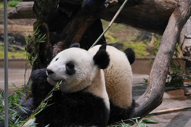 上野動物園の見どころやお役立ちスポット、グルメ、アクセス方法を一挙紹介！ジャイアントパンダに会いに行こう