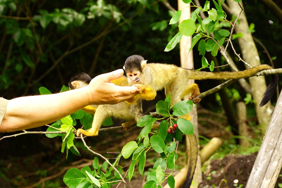 伊豆シャボテン動物公園で距離感ゼロのワクワクふれあい体験！世界の