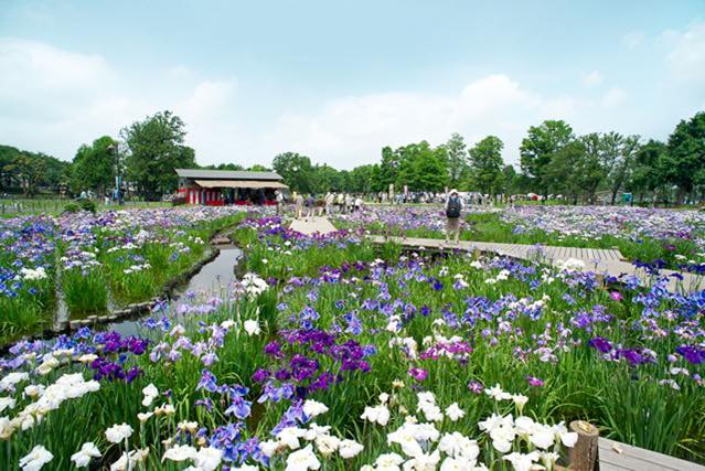 水元公園 アクセスから桜の見頃まで徹底解説 バーベキュー情報も