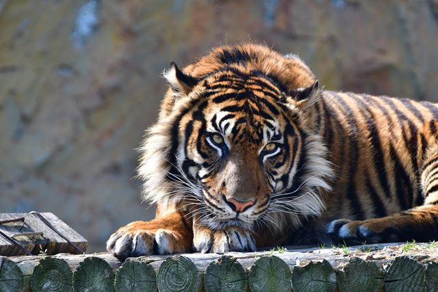 大阪の水族館 動物園 おすすめ7選 海遊館やイルカショーの見られるスポット情報