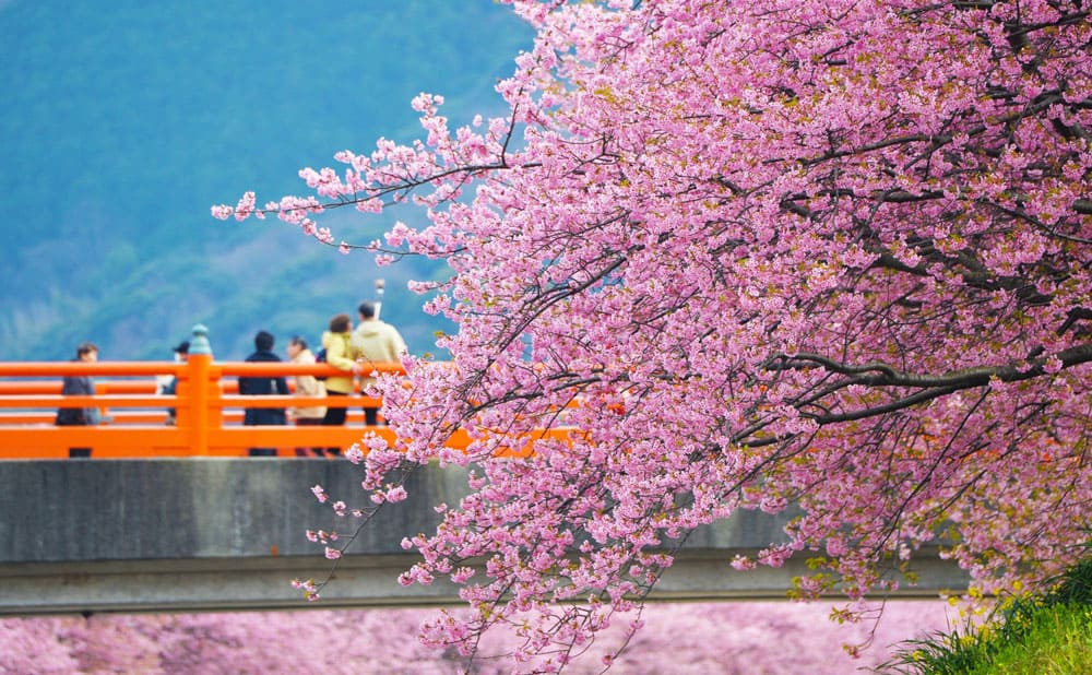 2月に満開を迎える河津桜で一足先に春を感じよう！「第33回河津桜