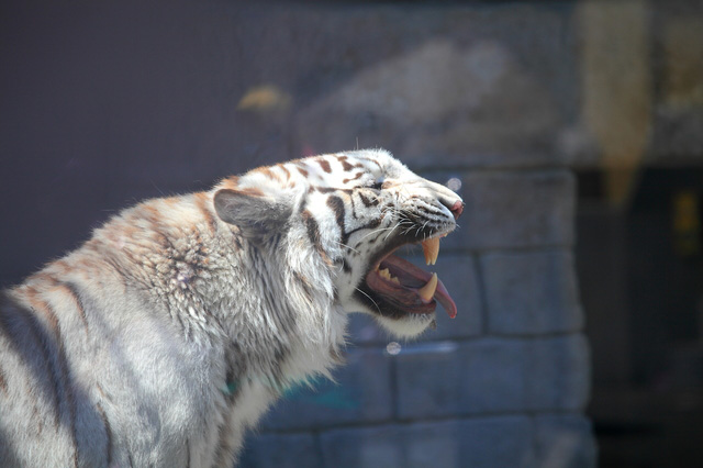 埼玉の動物園 水族館おすすめ9選 子連れに人気のふれあい体験ができる動物園