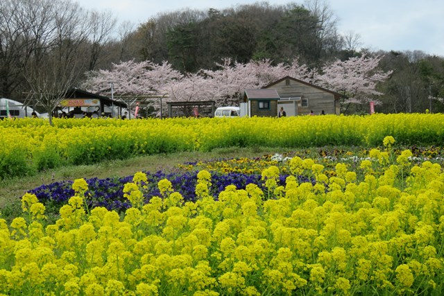 自然に囲まれた農業公園信貴山のどか村を徹底解説 割引クーポンや情報も満載