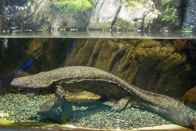 徹底取材 さいたま水族館の魅力解説 アクセスから周辺の観光地情報まで