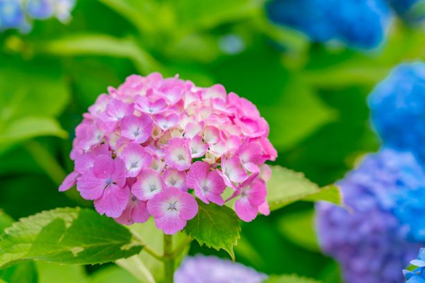 紫陽花の花言葉の秘密を大公開 色別の違いや枯れた紫陽花が人気の理由も教えます アソビュー ギフト